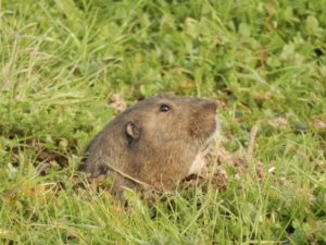 pastedGraphic_11 2.png