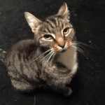 pastedGraphic_4 2.png