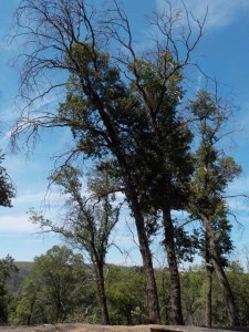 Trees not trimmed..JPG